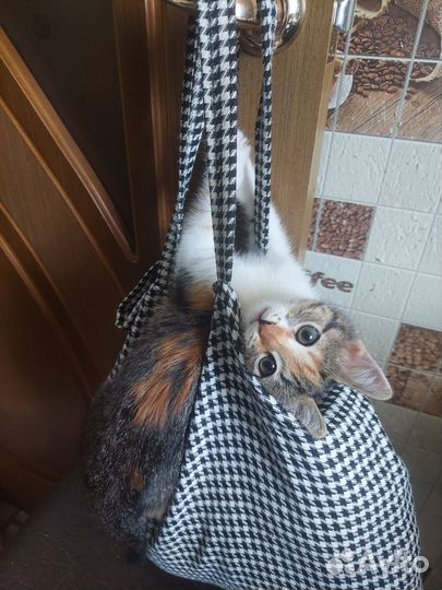 Котята бесплатно