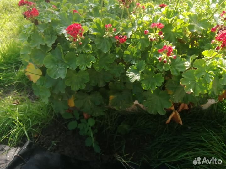 Пеларгония герань розебудная