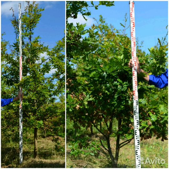 Дуб черешчатый