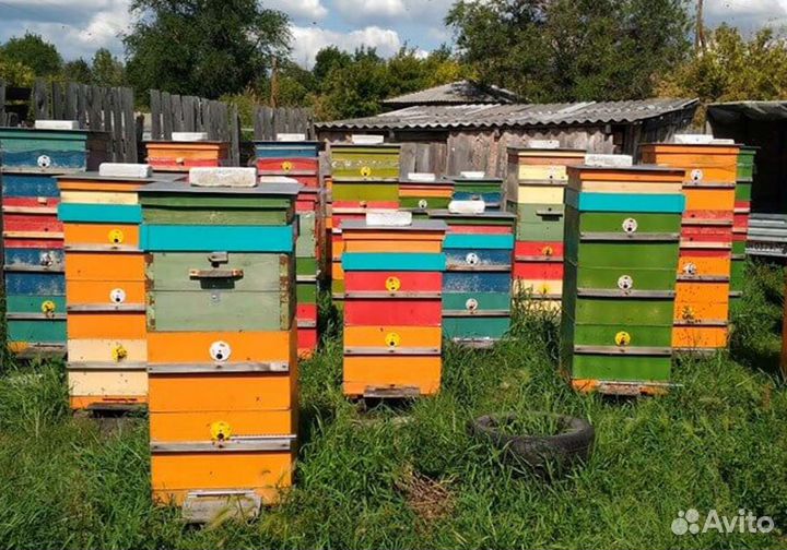 Мед натуральный с Алтая оптом