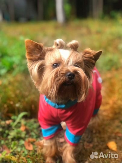 Догситтер. Передержка собак Переславль- Залесский