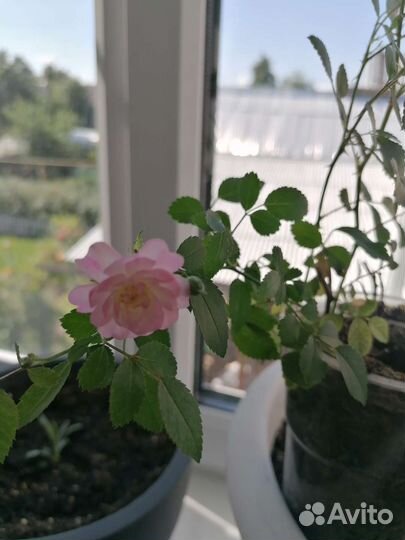 Почвопокровные розы