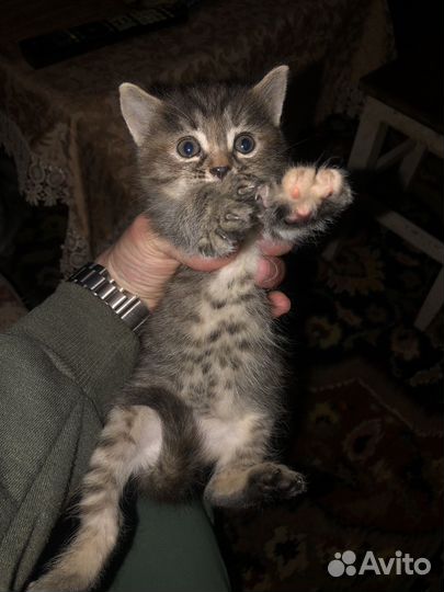 Кошка