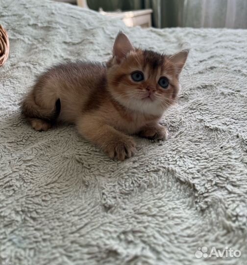 Шотландские котята