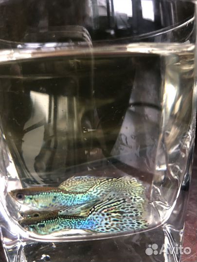 Вуаль Гуппи зеленая кобра