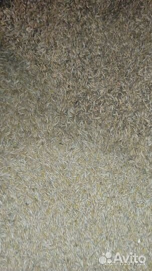 Зерно пшеница ячмень овес