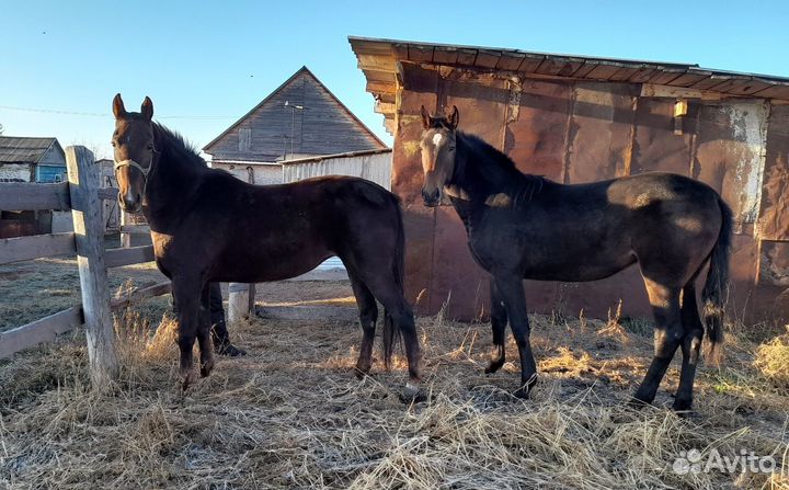 Кобыла русская рысистая