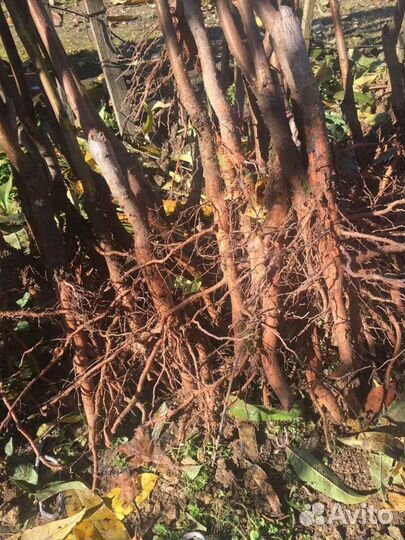 Саженцы персика