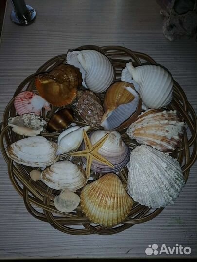 Морские ракушки раковины