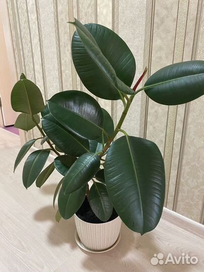 Фикус Эластика