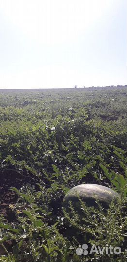 Арбузы каристан