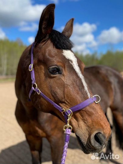 Обучение верховой езде