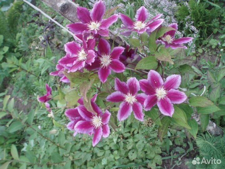 Клематисы Хания