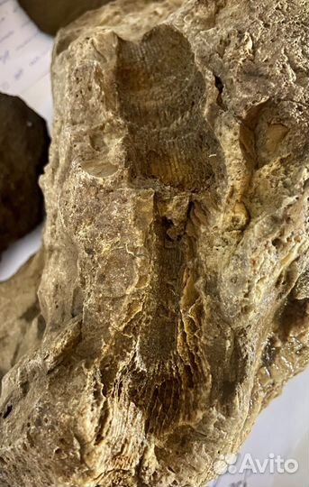 Окаменелость коралл Ругоза