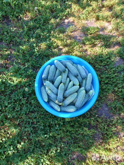 Продам огурцы