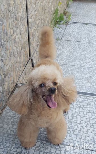 Щенки той-пуделя