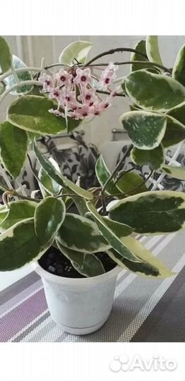 Хойя кримсон квин