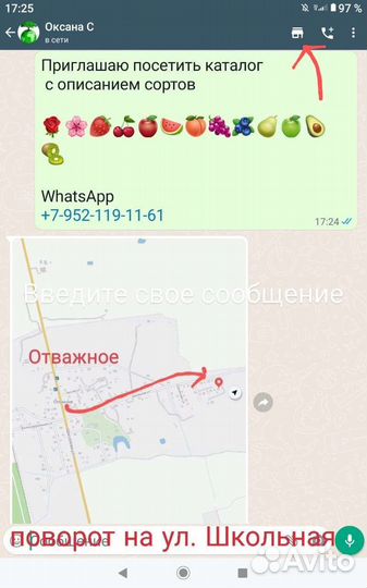 Роза Латин Леди саженцы