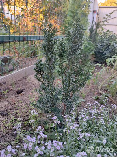 Тисс ягодный