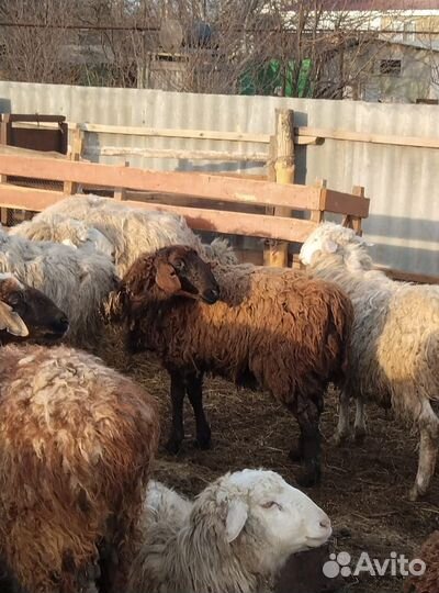 Бараны на мясо