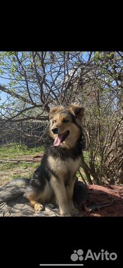 Щенок в добрые руки бесплатно