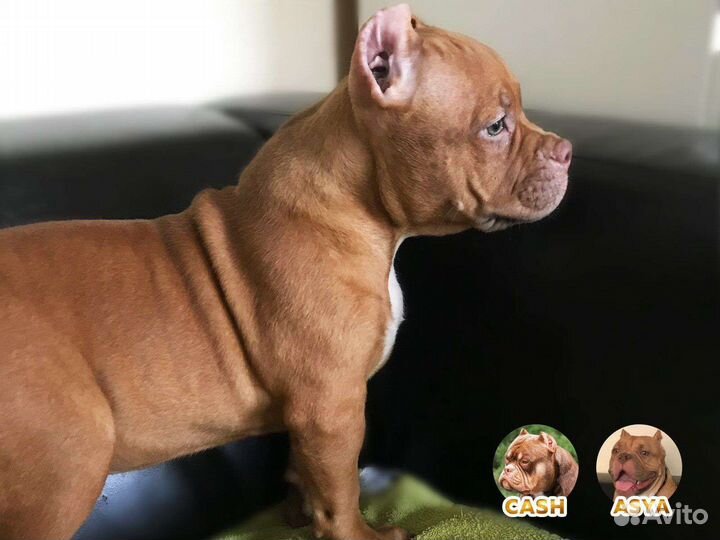 Щенки американского булли