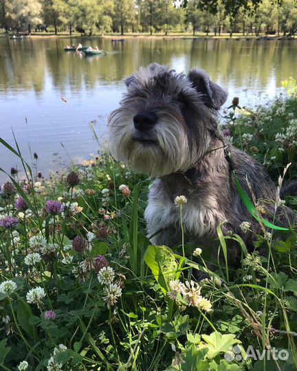 Передержка собак для тревожных хозяев