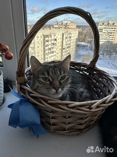 Кошка в дар