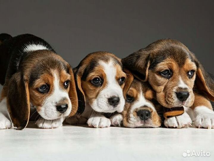Щенки бигль