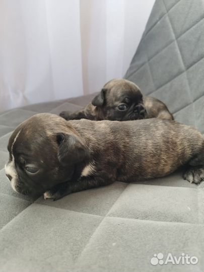 Французский бульдог щенки