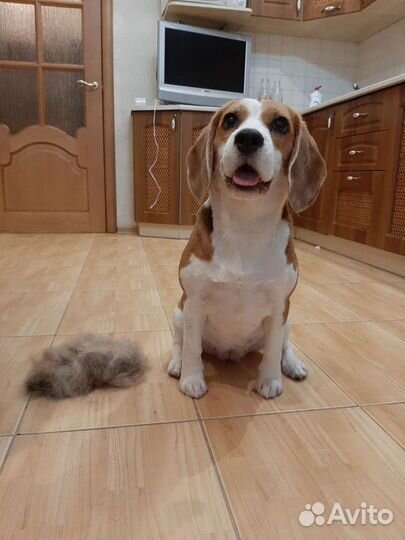 Груминг собак