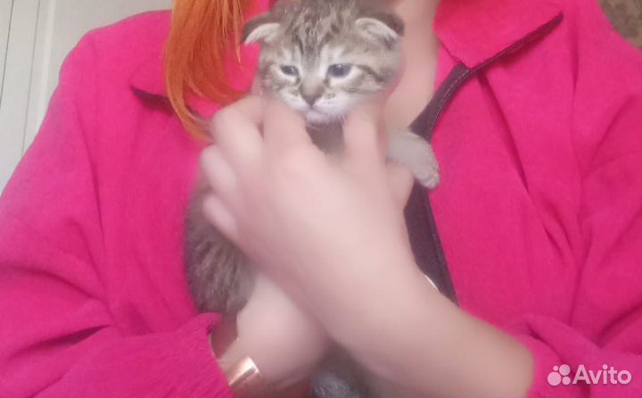 Британский вислоухий