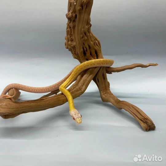 Полоз островной Albino