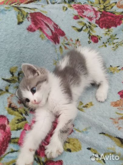 Котенок в добрые руки