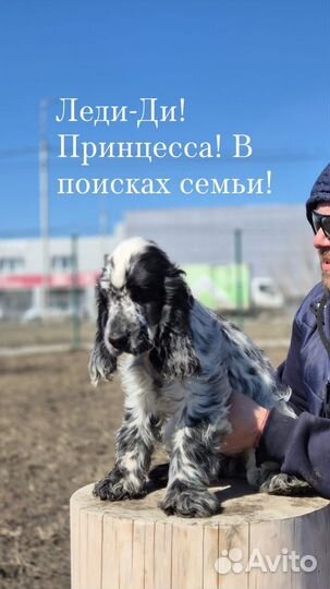 Английский кокер спаниель
