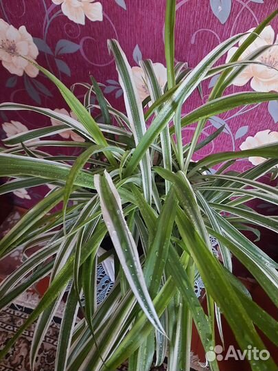 Хлорофитум