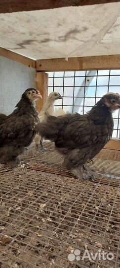 Утки,утята цыплята, гусята