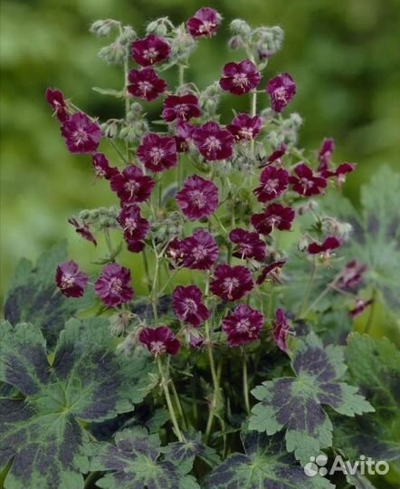 Герань садовая многолетняя