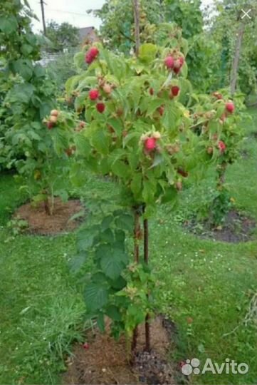 Малина саженцы