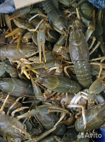 Раки оптом - Крым. Специи