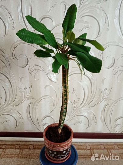 Молочай для офиса и дома