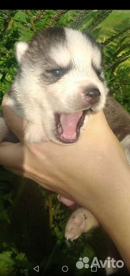 Щенки Хаски