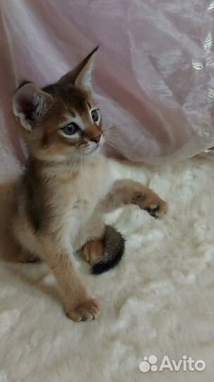 Каракет девочка