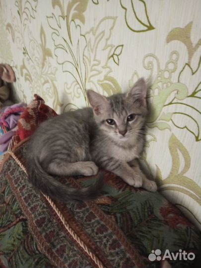 Отдам котенка в добрые руки