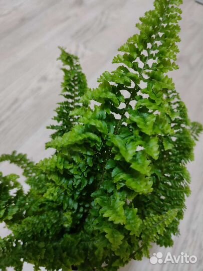 Папоротник