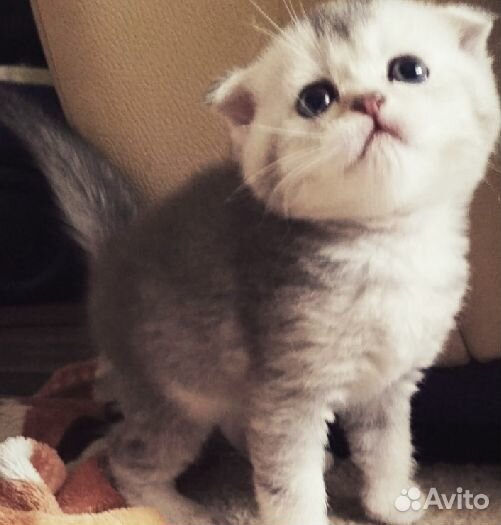 Вислоухие котята