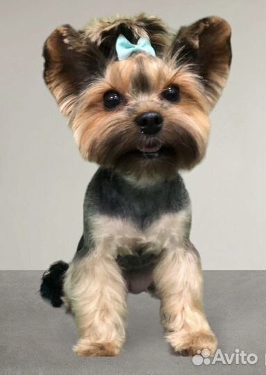 Стрижка собак и кошек