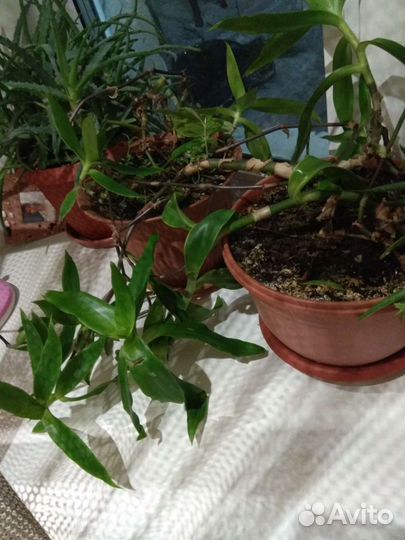 Растение золотой ус