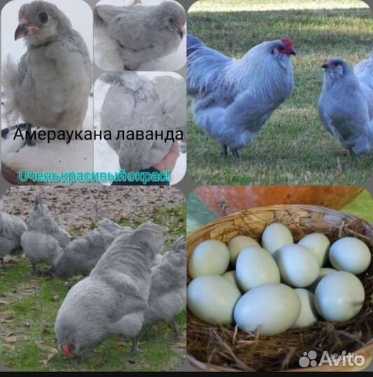 Цыплята, инкубационное яйцо