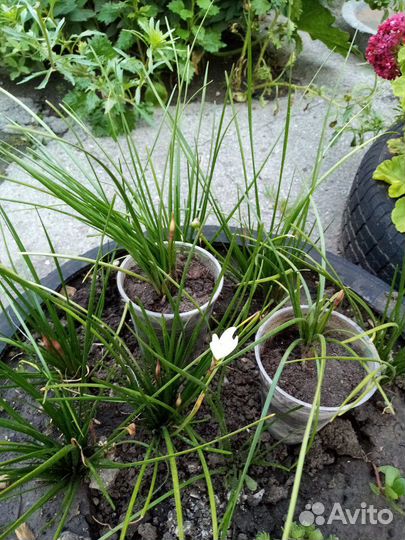 Зеферантес